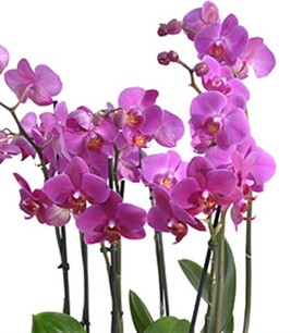 Orchid Bowl Orkide