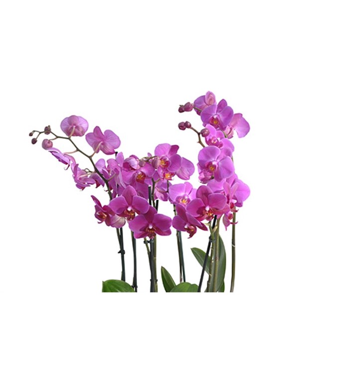 Orchid Bowl Orkide