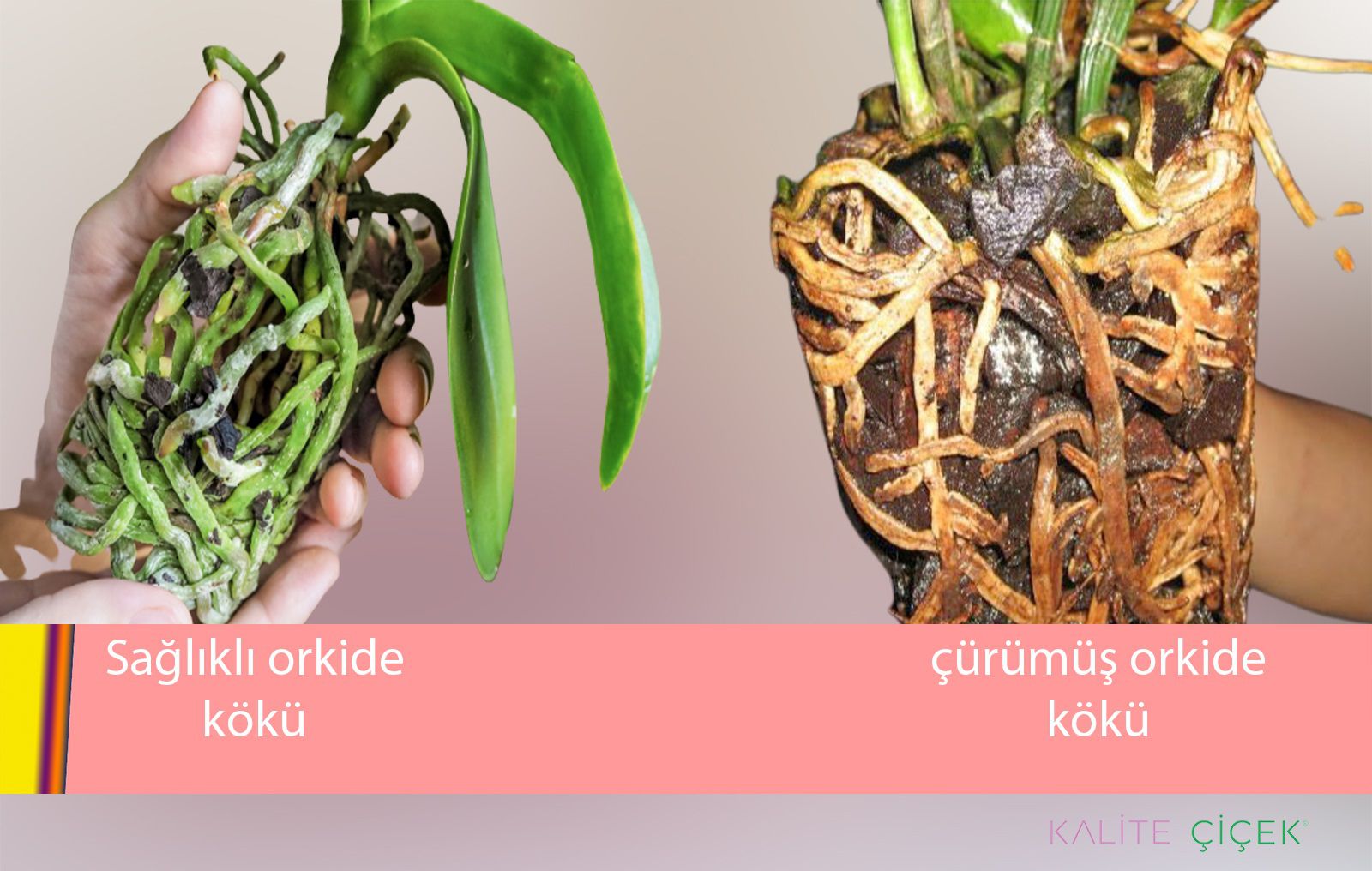 orkide bakımı