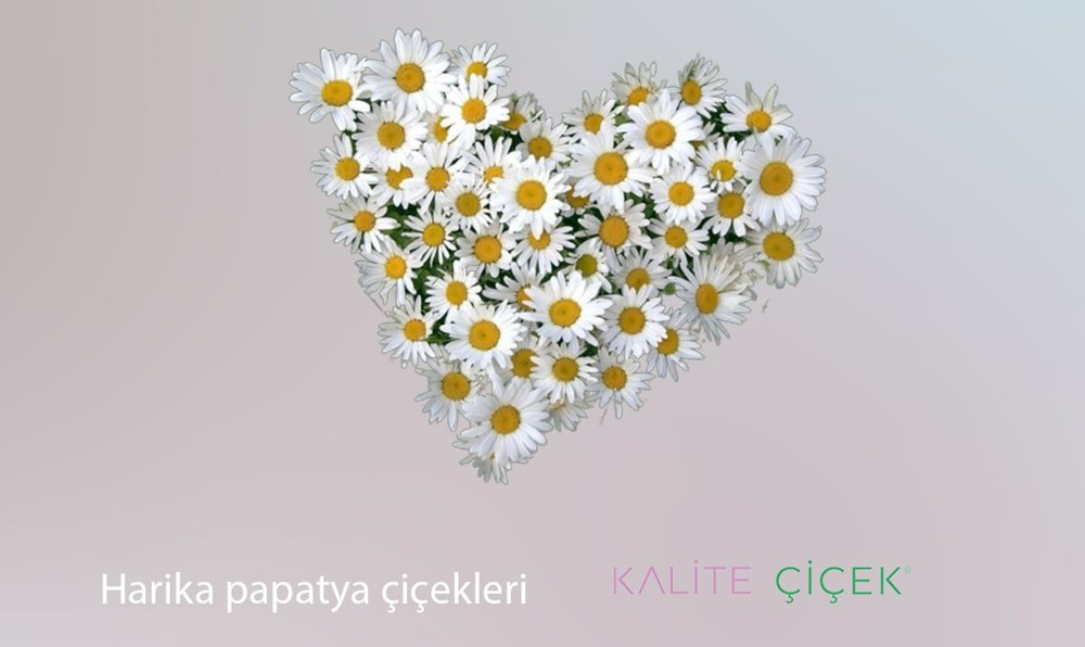 Papatya, papatya çiçeği, Papatya anlamı