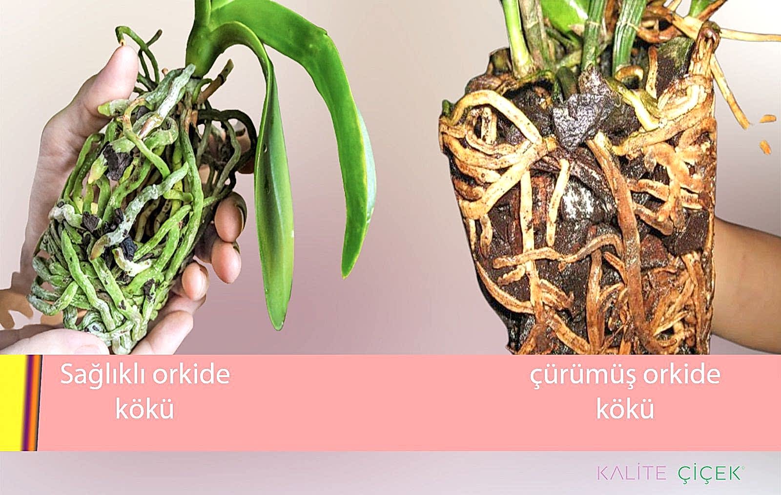 orkide bakımı