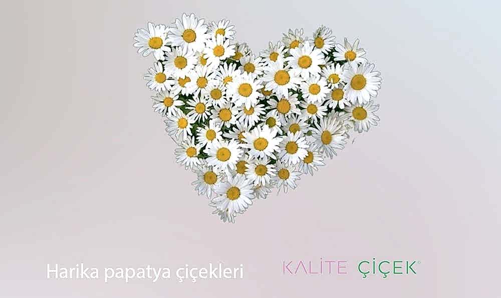 Papatya, papatya çiçeği, Papatya anlamı