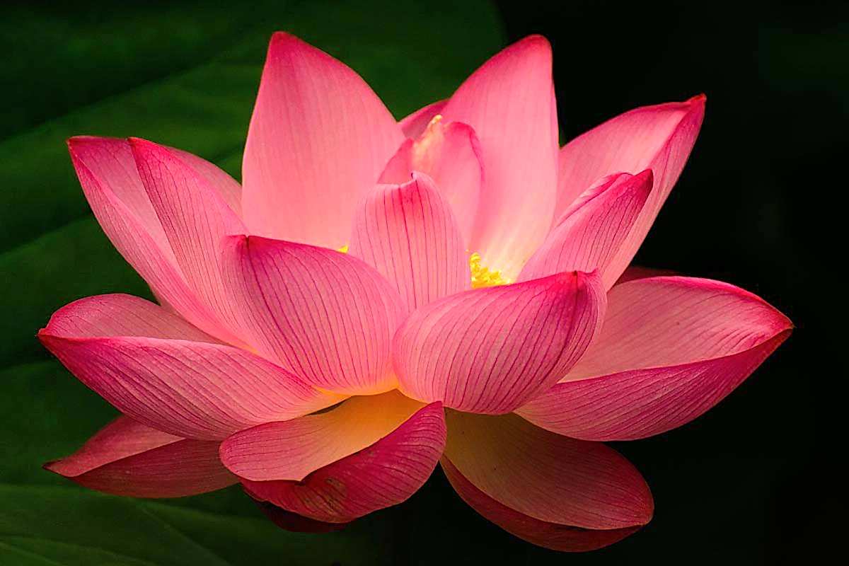 pembe lotus çiçeği