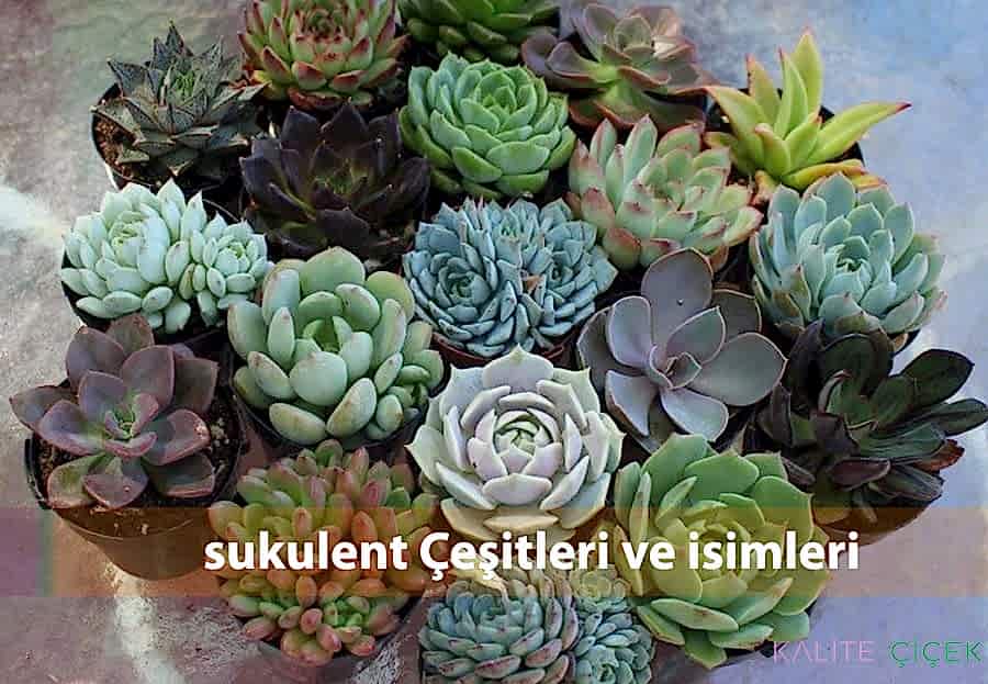 sukulent