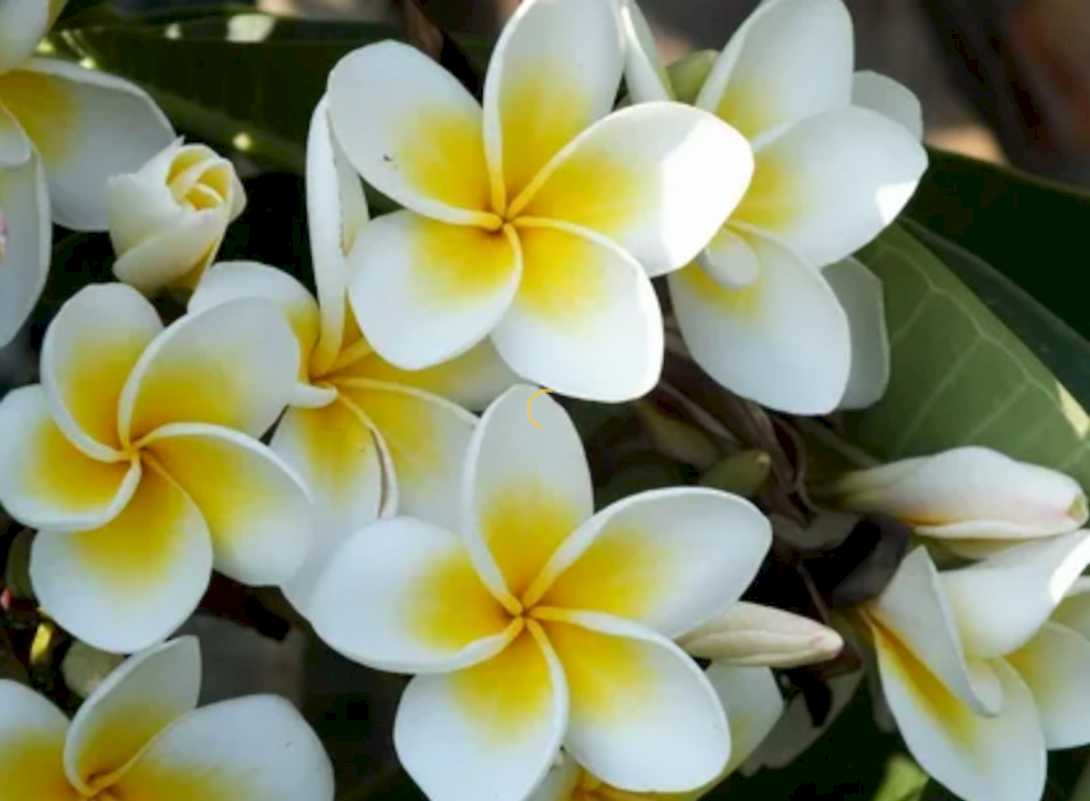Jasminum